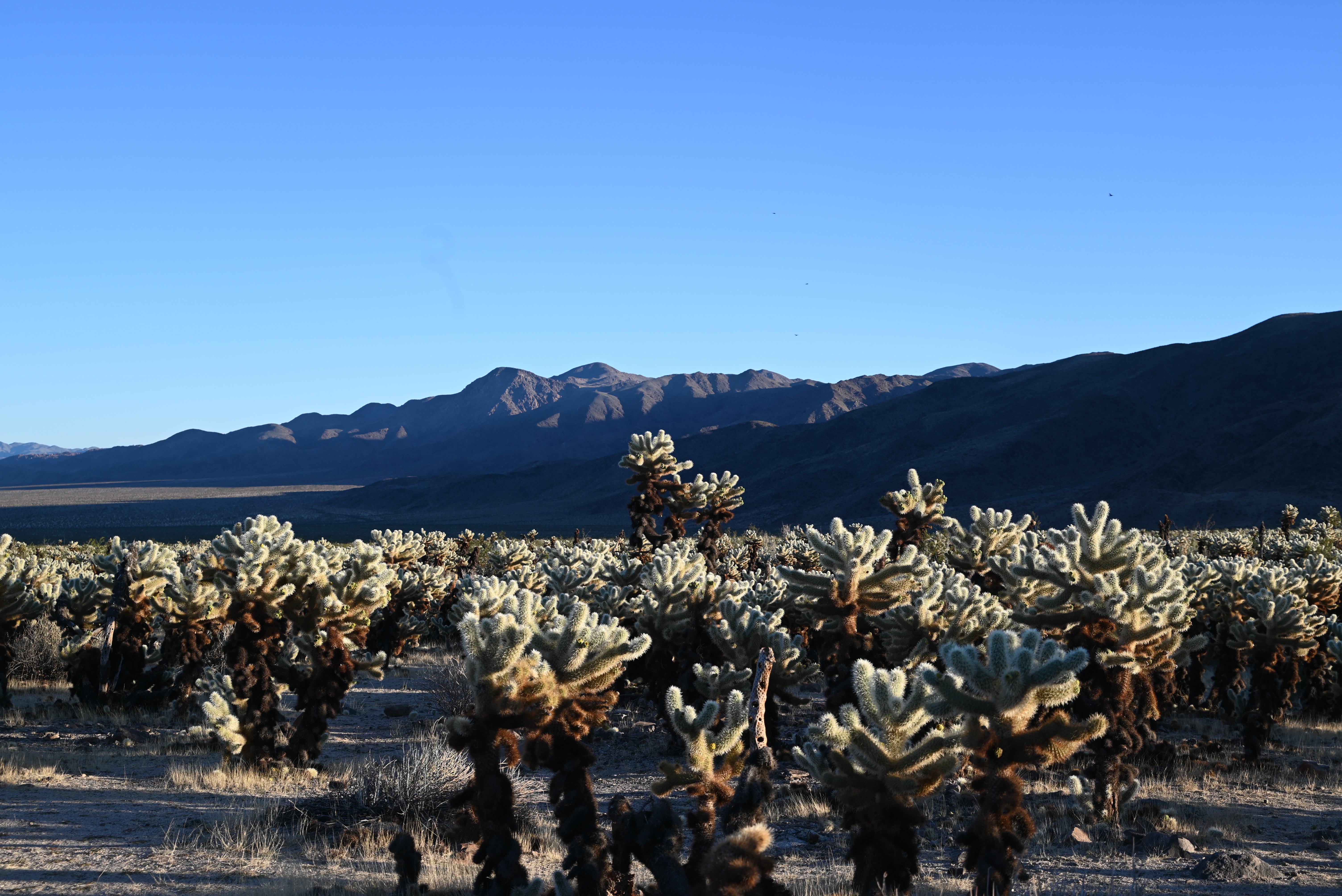 Joshua tree cholla cactus