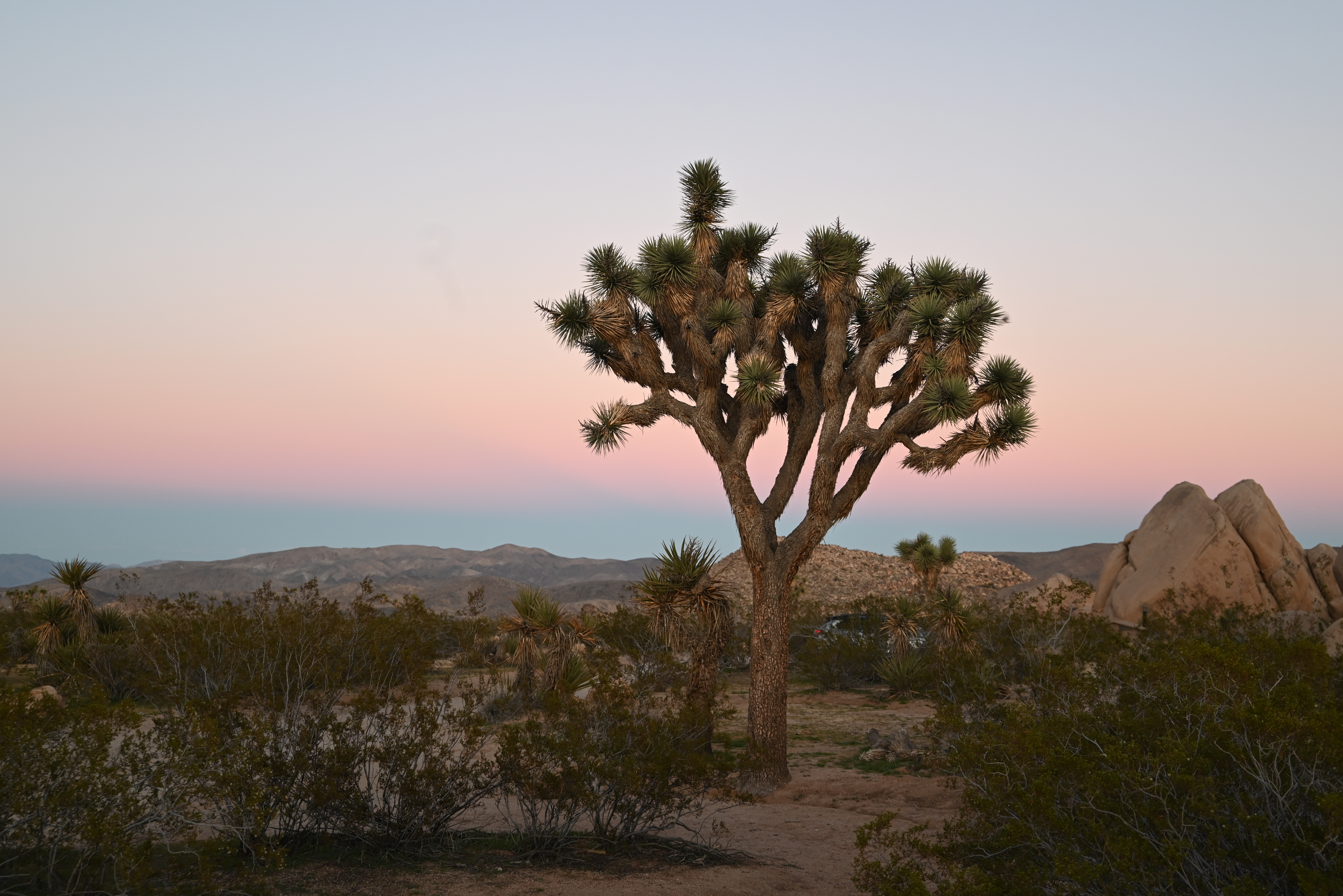Joshua tree sunset