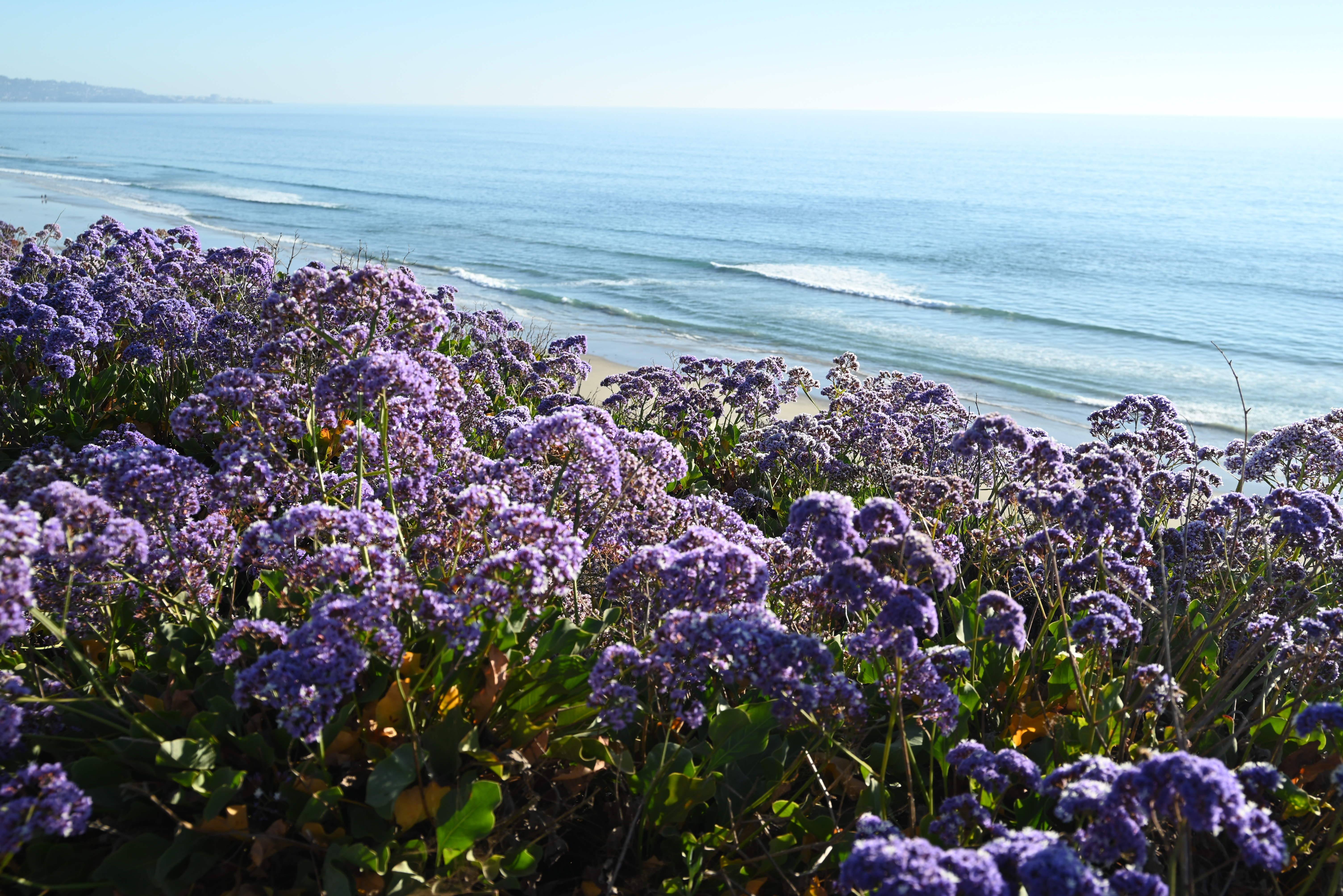 Torrey pines coast