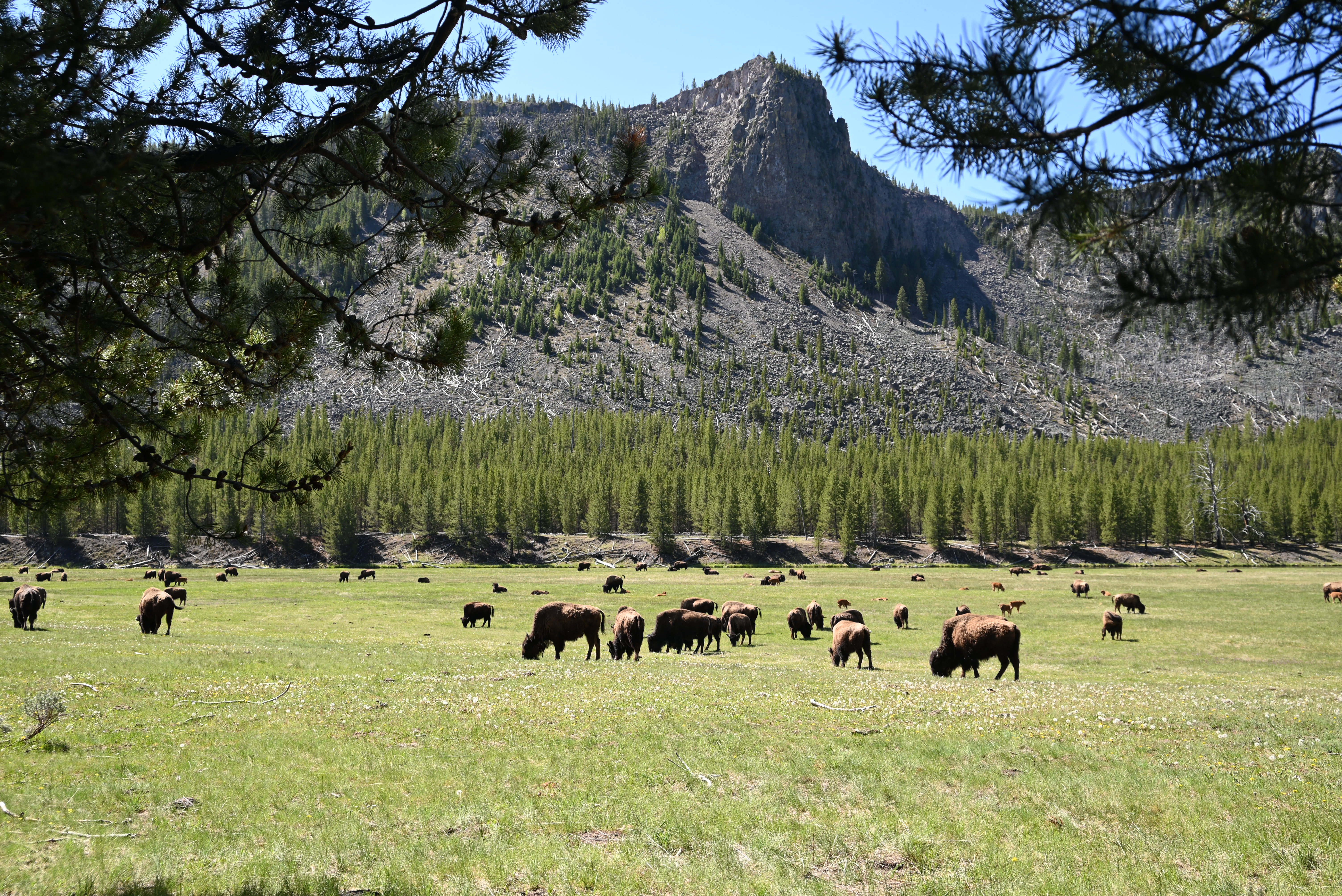 Yellowstone bison valley